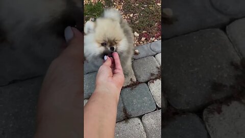 This was so sweet!🐶🐶💗So joyful,no stress😍😍😍#cutedog #shorts