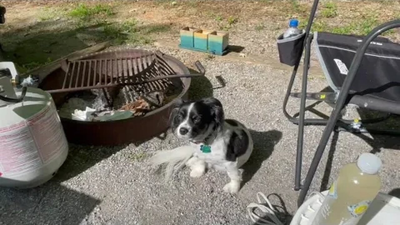 Barkley and the Squirrel
