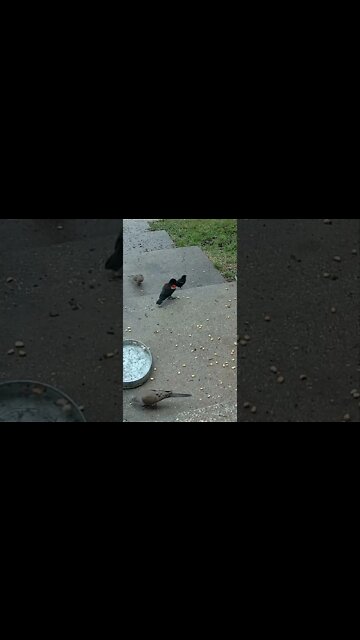 Red Winged Blackbird Mating Call #Shorts 🌲