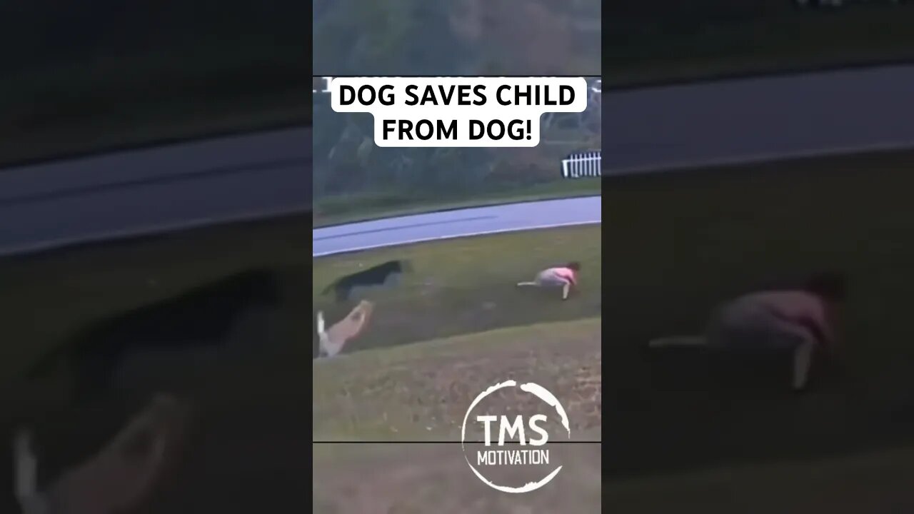 DOG SAVES CHILD FROM DOG!