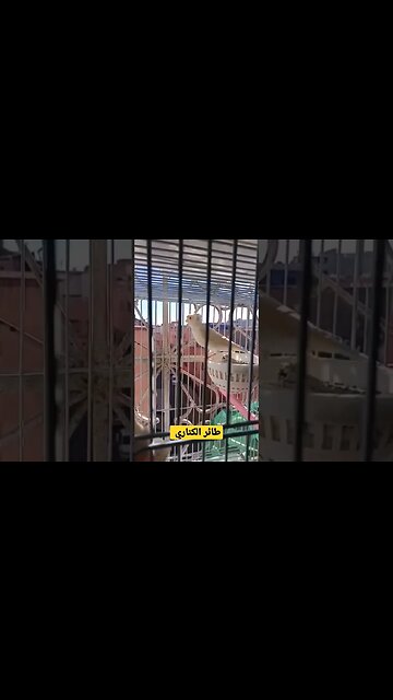 طائر الكناري المغرد روعة