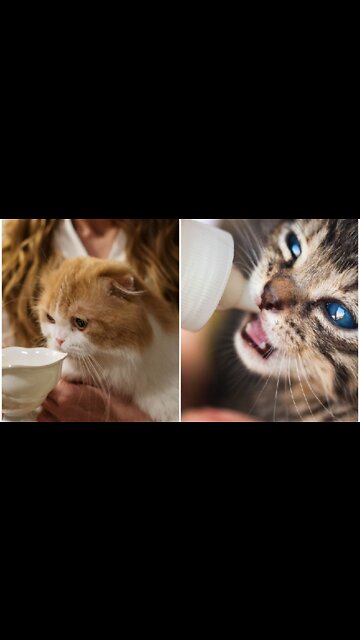 Cat drink hot milk simultaneously