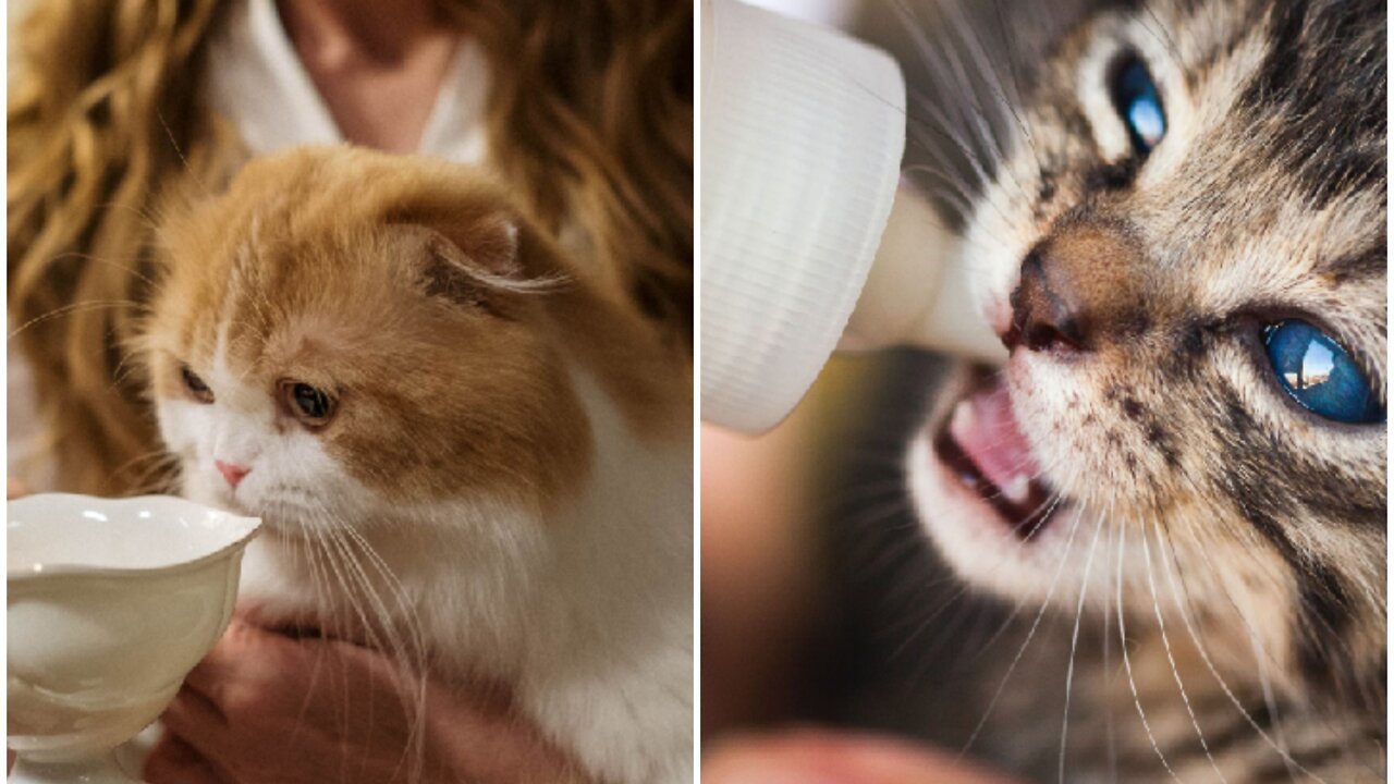 Cat drink hot milk simultaneously