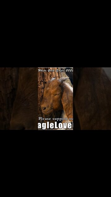 enlightened wayshowers of the new earth