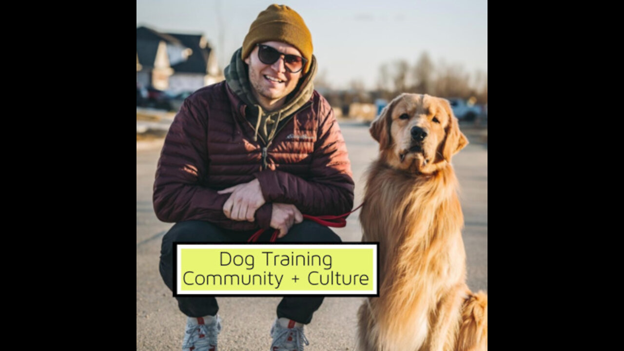 DingDon! Dog training videos for beginners | New dog owner training + Where to start dog training!