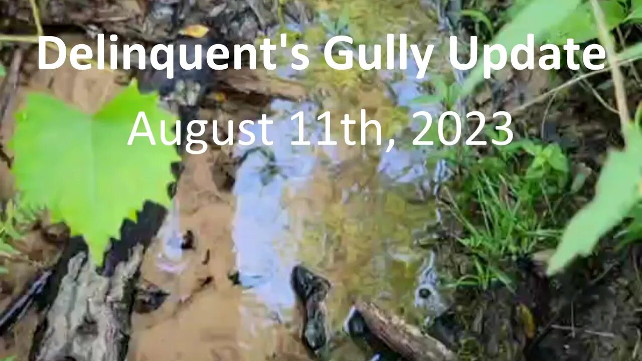 Delinquent's Gully TN property Update 8-11-23 Water and Comfrey