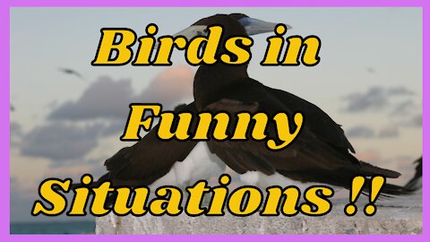 Beautiful birds in funny situations!