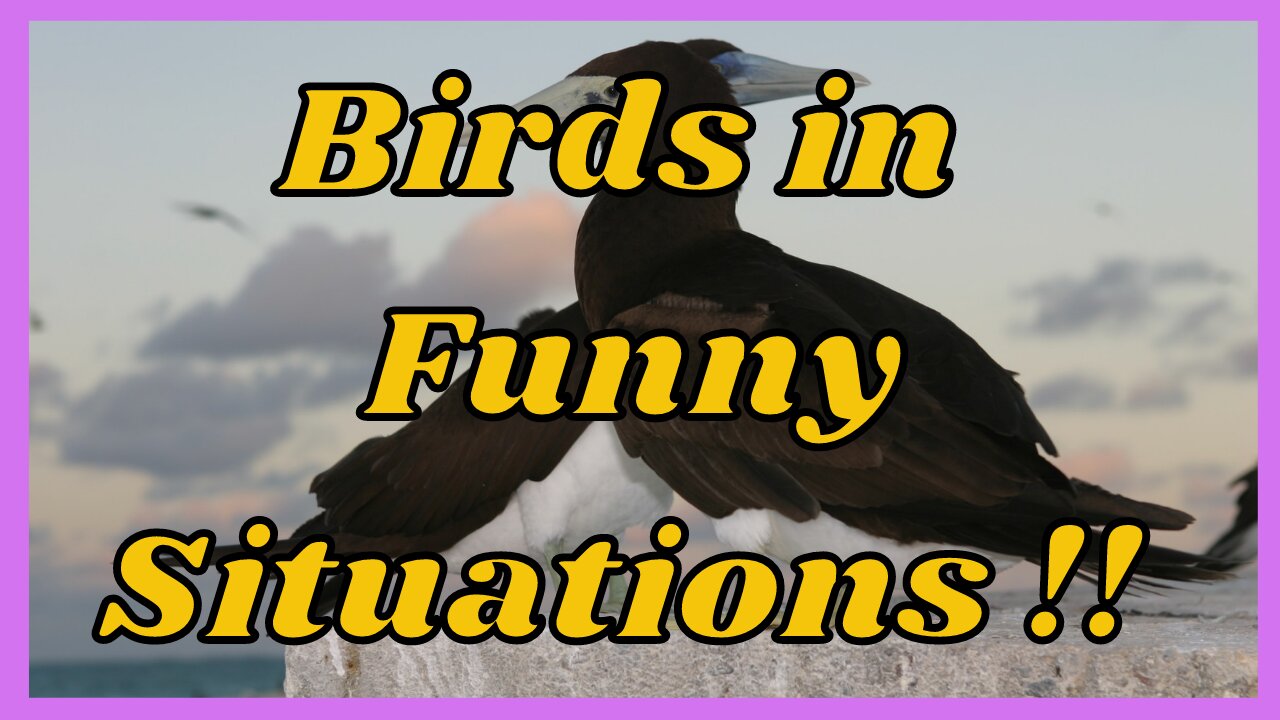 Beautiful birds in funny situations!