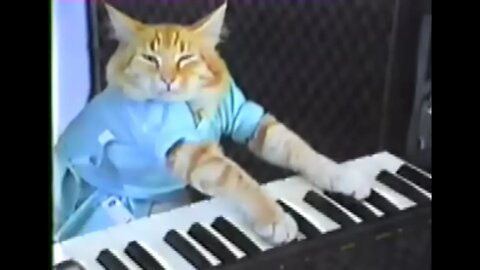 Charlie Schmidt's Keyboard Cat!