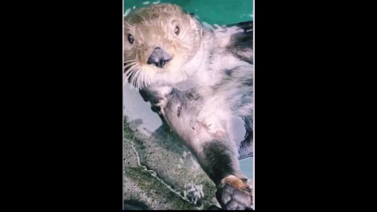 Cute and funny small animals relaxing