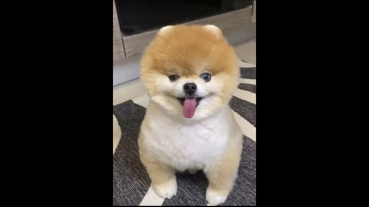 Best Of 2022 - Top Funny Pet Videos - TRY NOT TO LAUGH