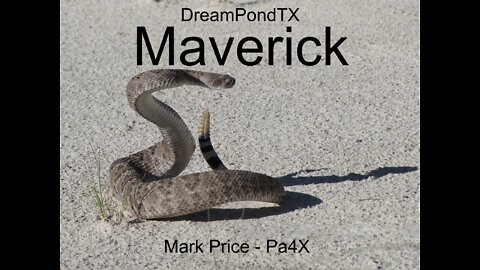 DreamPondTX/Mark Price - Maverick (Pa4X at the Pond, PP)