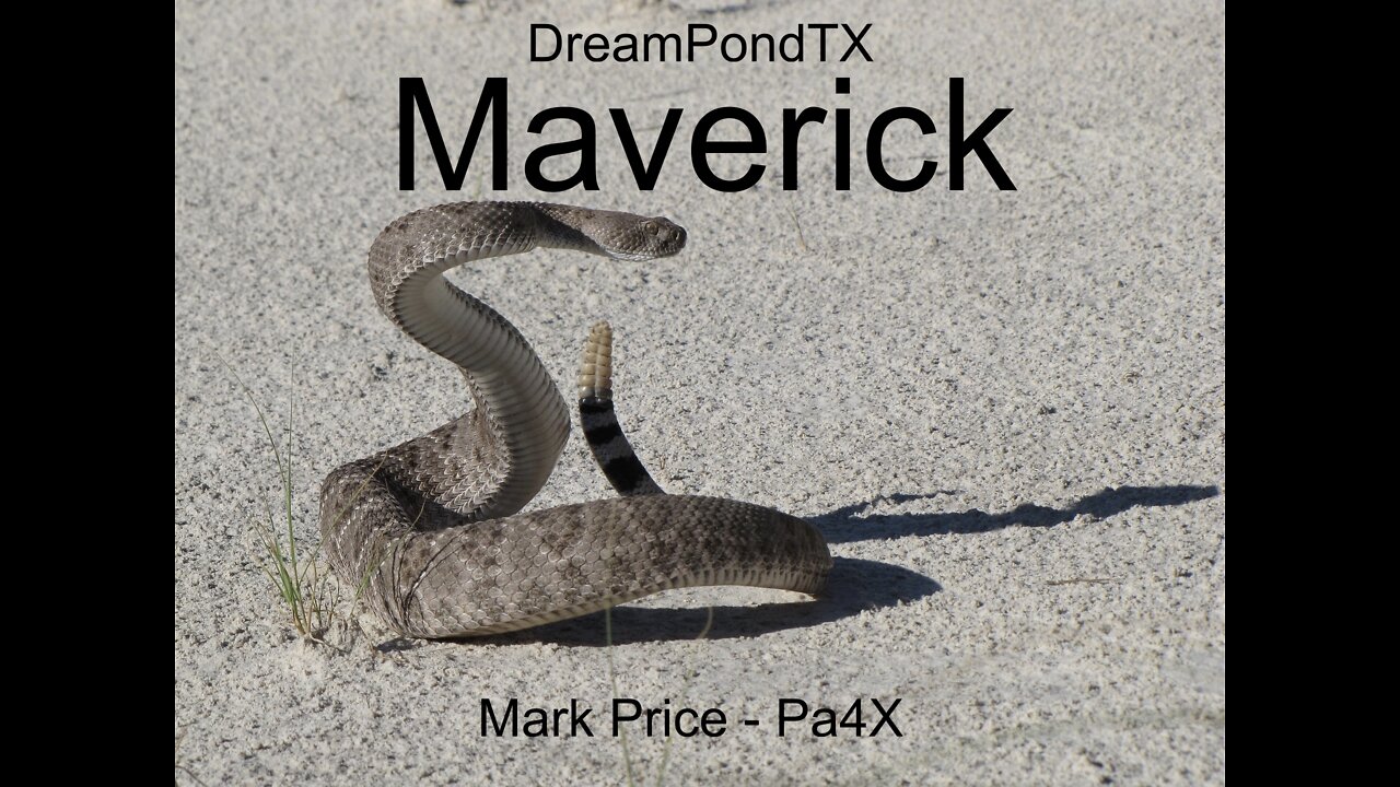 DreamPondTX/Mark Price - Maverick (Pa4X at the Pond, PP)
