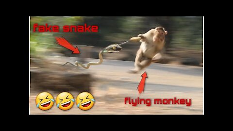 Funny video with monkey