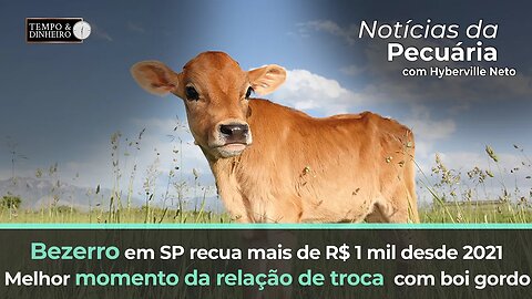 Bezerro em SP recua mais de R$ 1 mil desde 2021. Melhor momento da relação de troca com boi gordo.