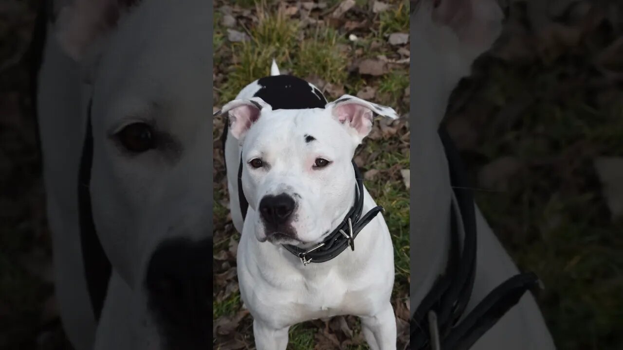 #shortvideo #amstaff