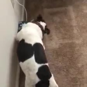 Puppy excitedly opening his Christmas present