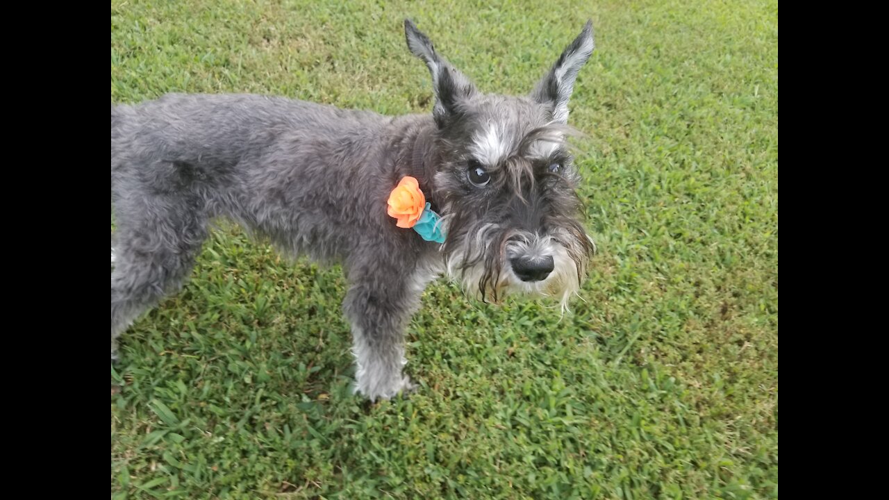 Old miniature schnauzer can still do tricks