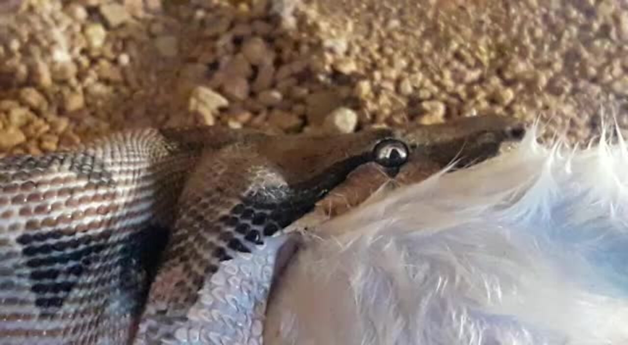 SOUTH AFRICA - Johannesburg - Snake feeding time (Video) (mzq)