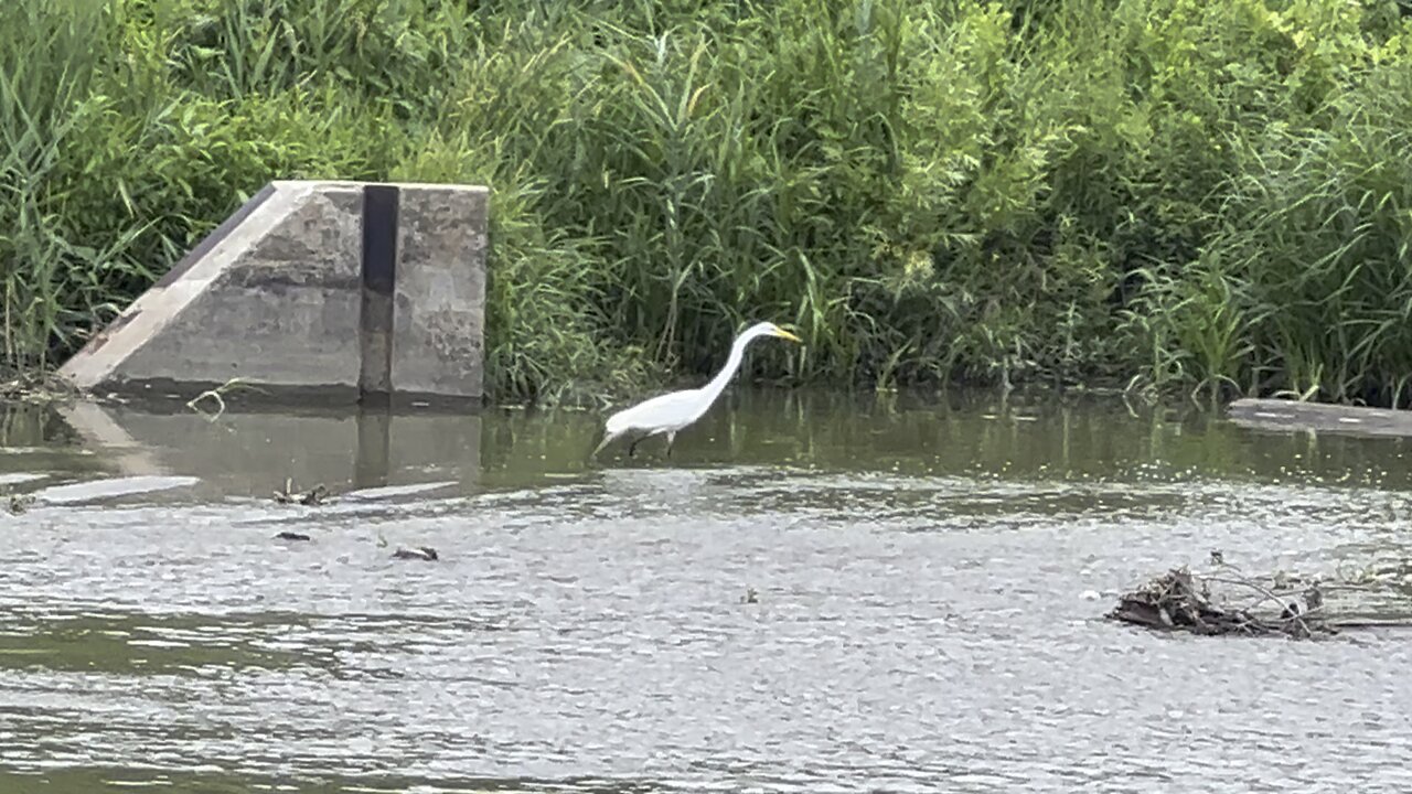 White Egret fishing