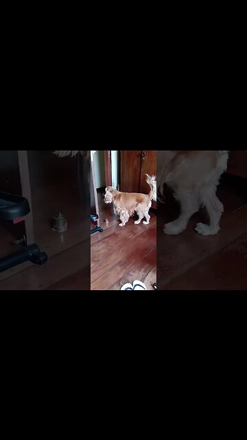 #dogshow , #animals , #dogs , #shorts