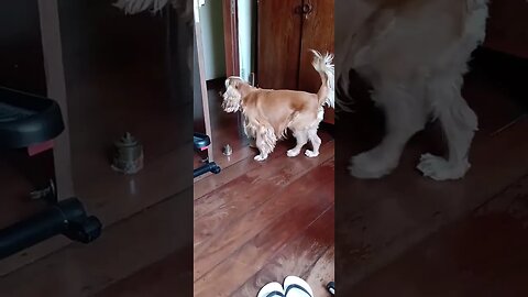 #dogshow , #animals , #dogs , #shorts