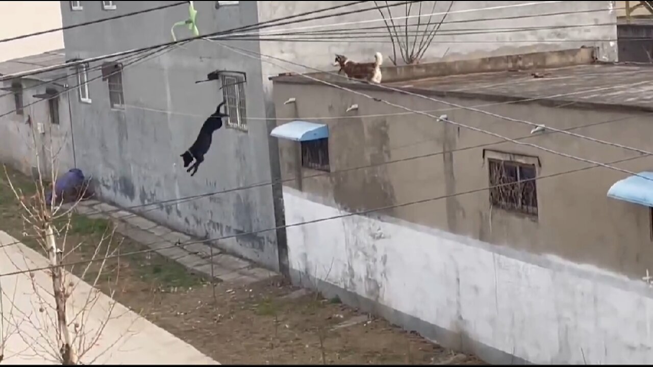 Maybe this is the real version of the dog jumping over the wall