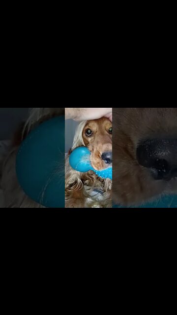 #dogshow, #amimals, #dogs, #shorts