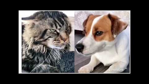 DOG vs CAT FUNNY VIDEOS, FUNNY CATS... MOST FUNNY VIDEO EVER 2022.