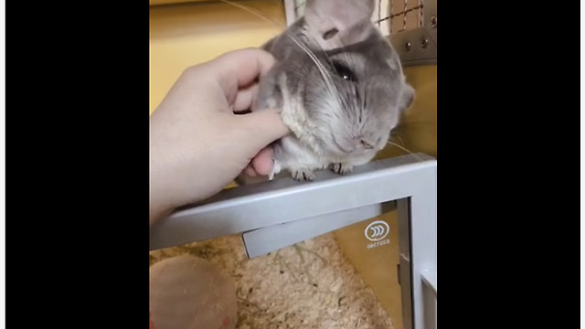 Chinchilla Indulges In Relaxing Massage