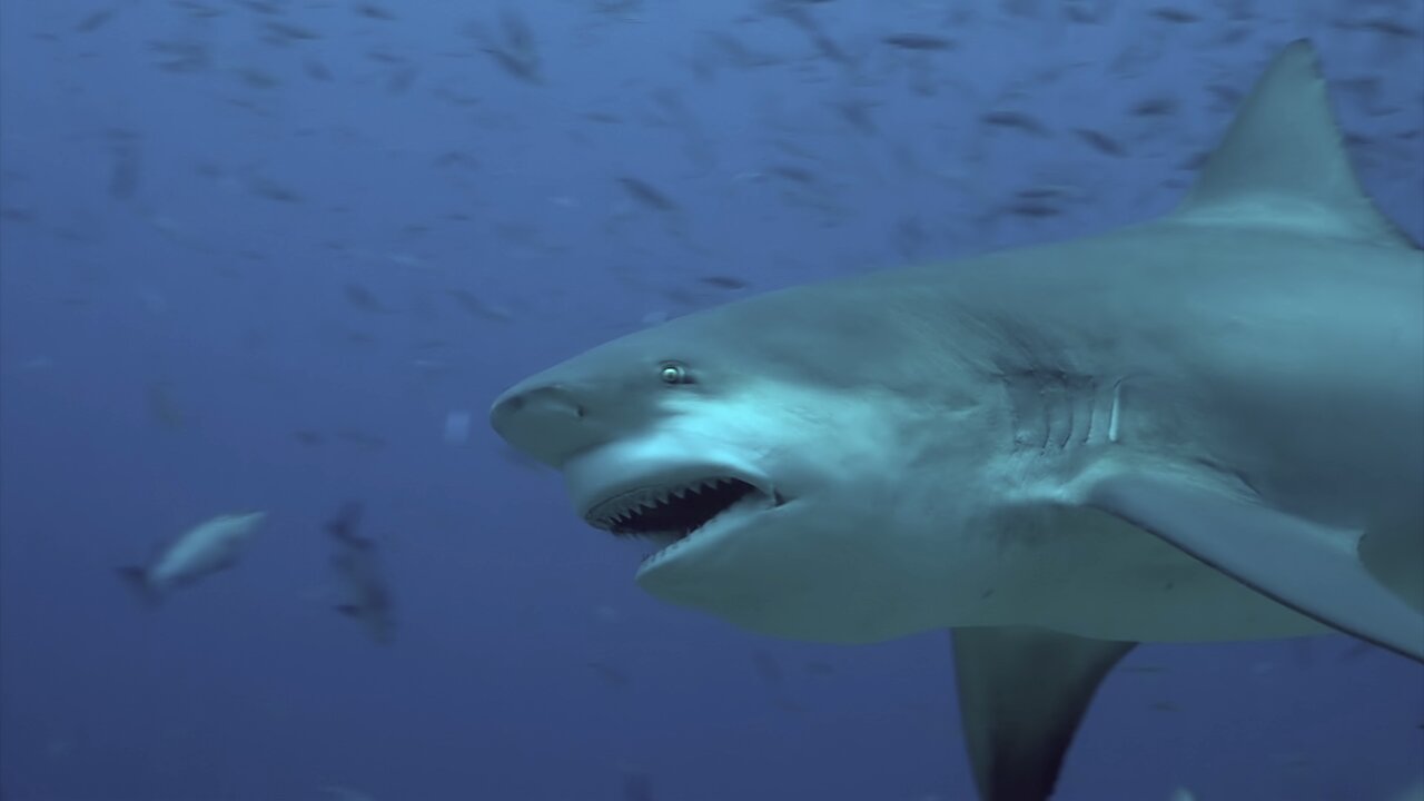 Bull Shark Removes Spear Fisherman Forearm