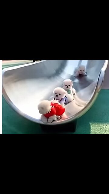Cute Puppies Doing Funny Things