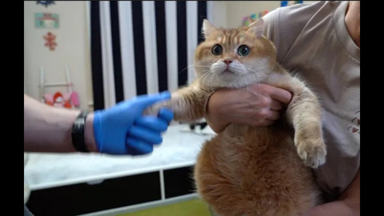 Cat_Vaccination