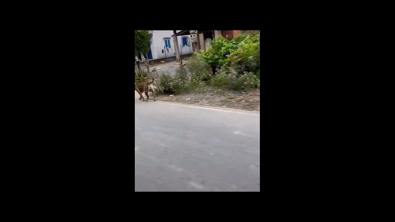 Tell me which animal it is