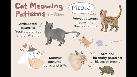 meow ... CAT VIDEO