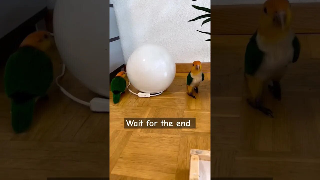 I got you 👀 Caique chase runners 😂 l #shorts l @BikisAviary