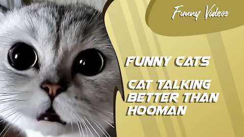 Funny Videos | Cat Talking Better Than Hooman 😻 Funny Cats