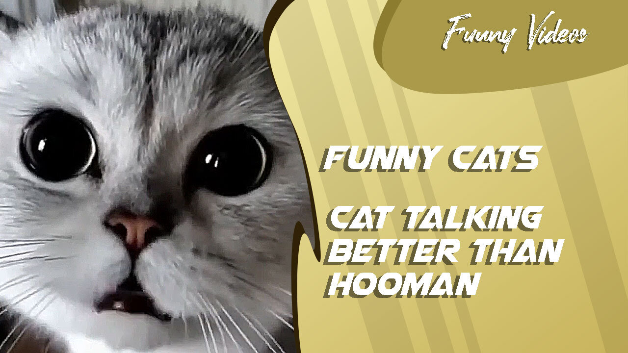 Funny Videos | Cat Talking Better Than Hooman 😻 Funny Cats