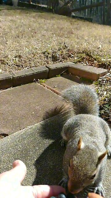 This squirrel knows what she likes 🐿️🥰.