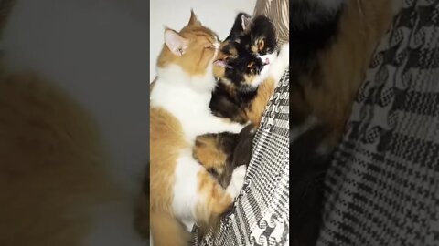 Cute Matting Video Shorts #cats #cutecat #song #shorts #matting #max #oreo #matting