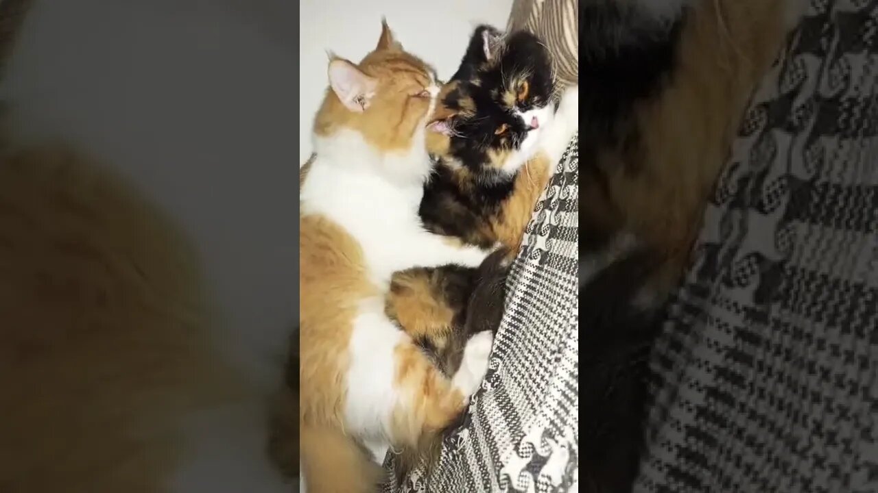 Cute Matting Video Shorts #cats #cutecat #song #shorts #matting #max #oreo #matting