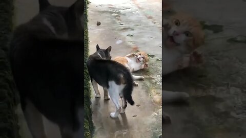 funny cat sound 😆😆😆😆