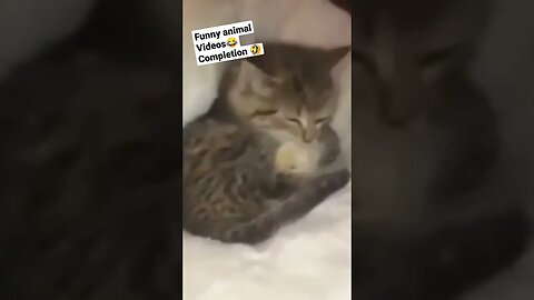 Funny Animal Videos #funny #funnyshorts #funnyvideo #fun #funnymemes #funnyanimals #animals #cat