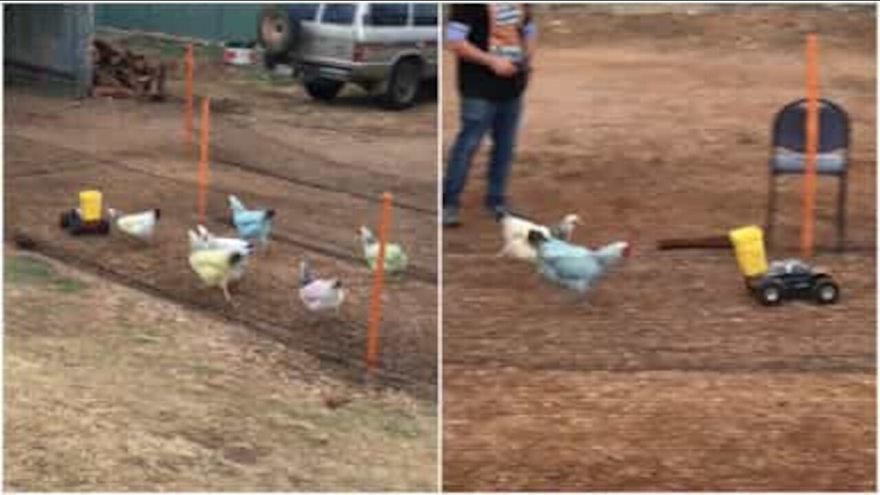 Galline colorate corrono dietro un macchina telecomandata