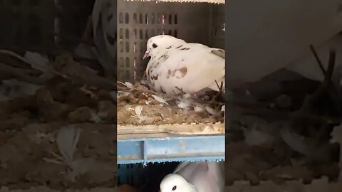 #pigeonbreeding #shorts