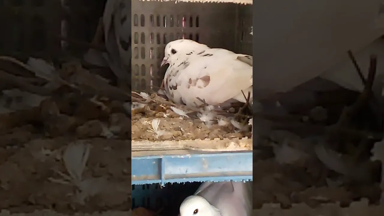 #pigeonbreeding #shorts