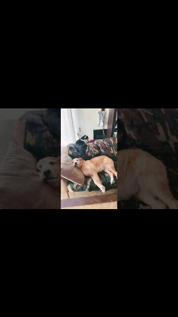 Shop cat and shop dog … best friends #Shorts #ShopCat #Pets