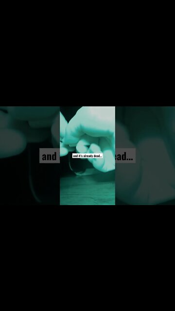 and it’s already dead… 👀 #paranormal #ghost #haunted