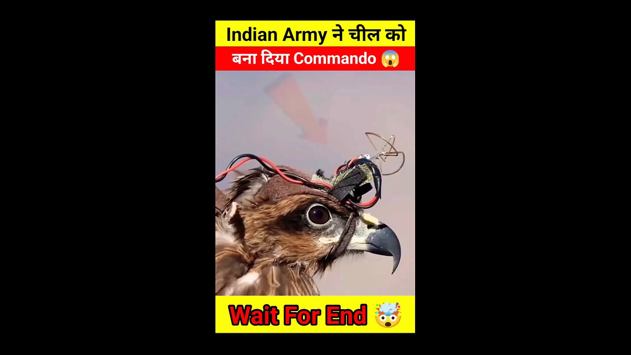 Indian Army commando cheel , eagle