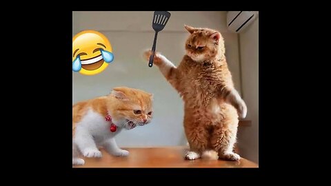 Funny Animal Videos 2023 😂 - Funniest Cats And Dogs Video 😺😍